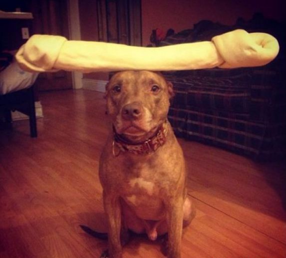 比特犬酷魄最新动态,自然美景探索之旅启程