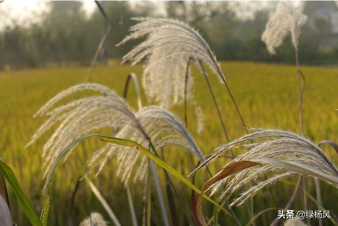 仪征市最新城市规划图,自然美景的探索之旅