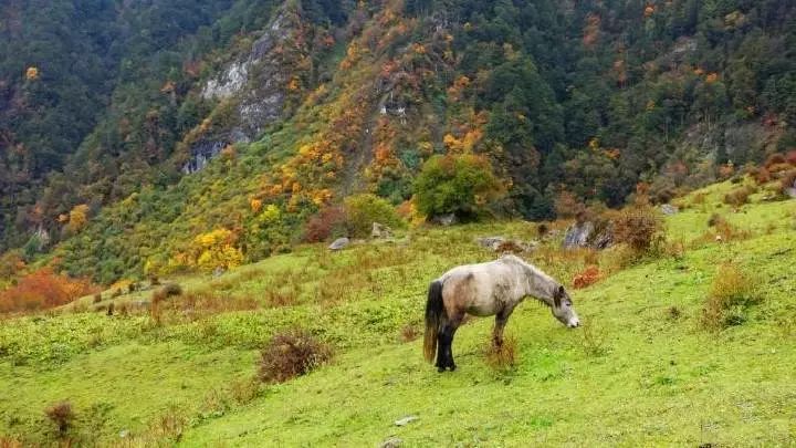 最新打野达摩,自然美景探索之旅