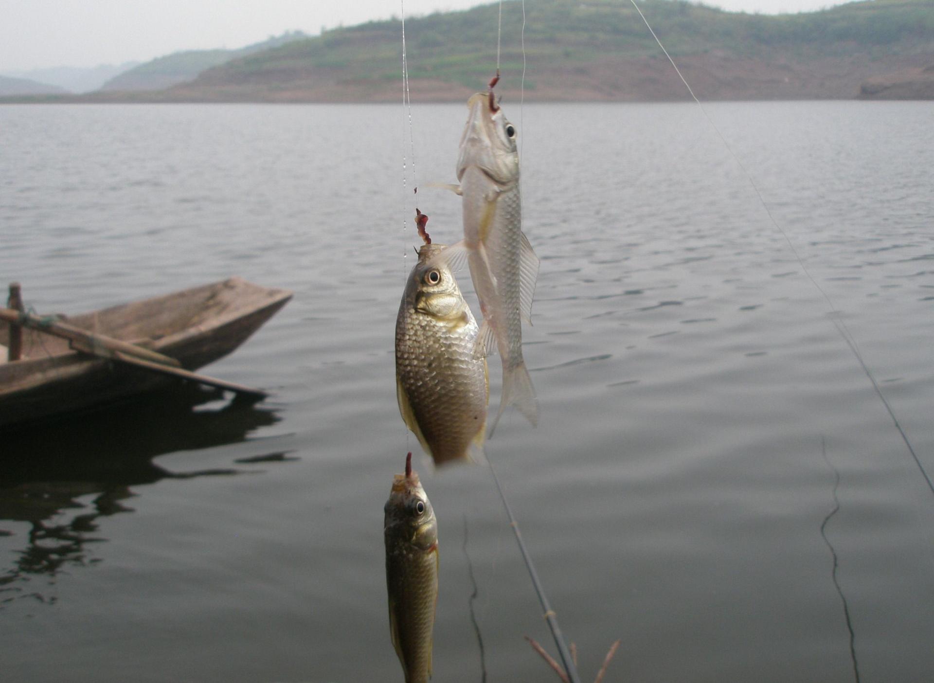 回顾红虫价格走势,影响力与地位揭秘