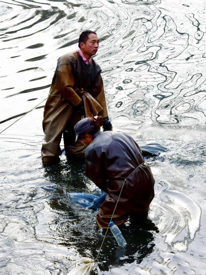 回顾红虫价格走势,影响力与地位揭秘