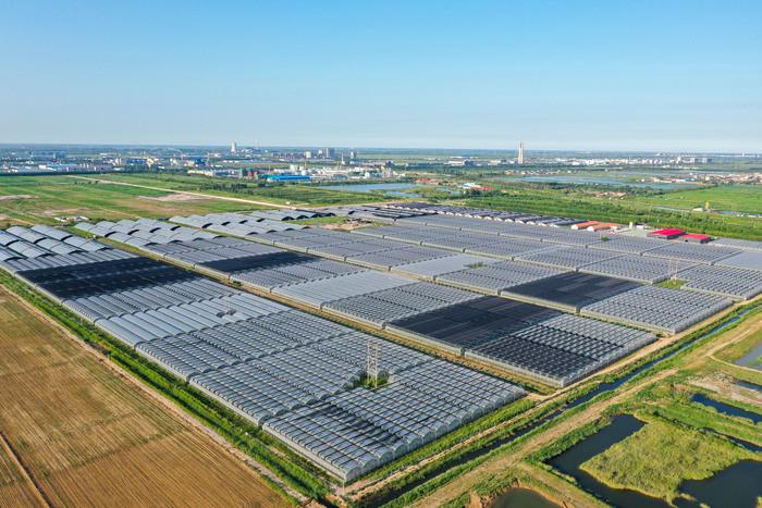 山东小麦最新价格