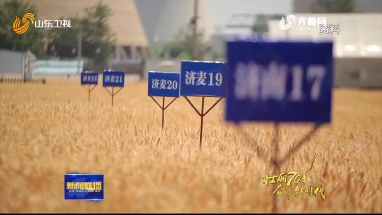 山东小麦今日最新价格——智能农业引领新时代