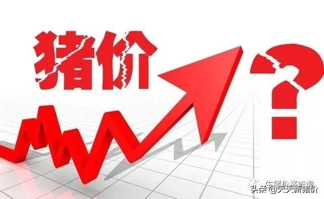 今日猪价格走势分析,最新动态、市场分析与预测