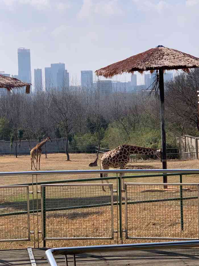 合肥动物园最新变化,启示与自我超越之旅