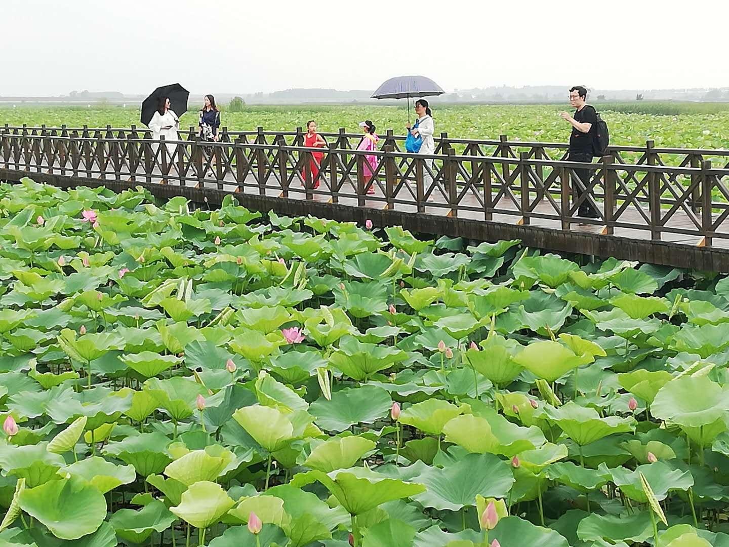 最新发展理论,心灵与自然的完美交融之旅