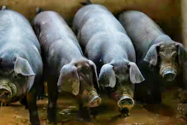 土黑猪价格行情揭秘,小巷美食中的宝藏探秘