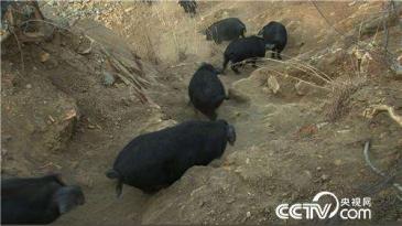 土黑猪价格行情揭秘,小巷美食中的宝藏探秘