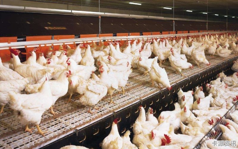 最新肉鸡行情分析与概览