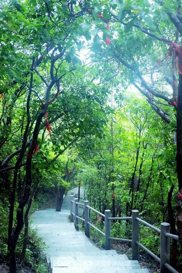 南粤清风最新动态概览