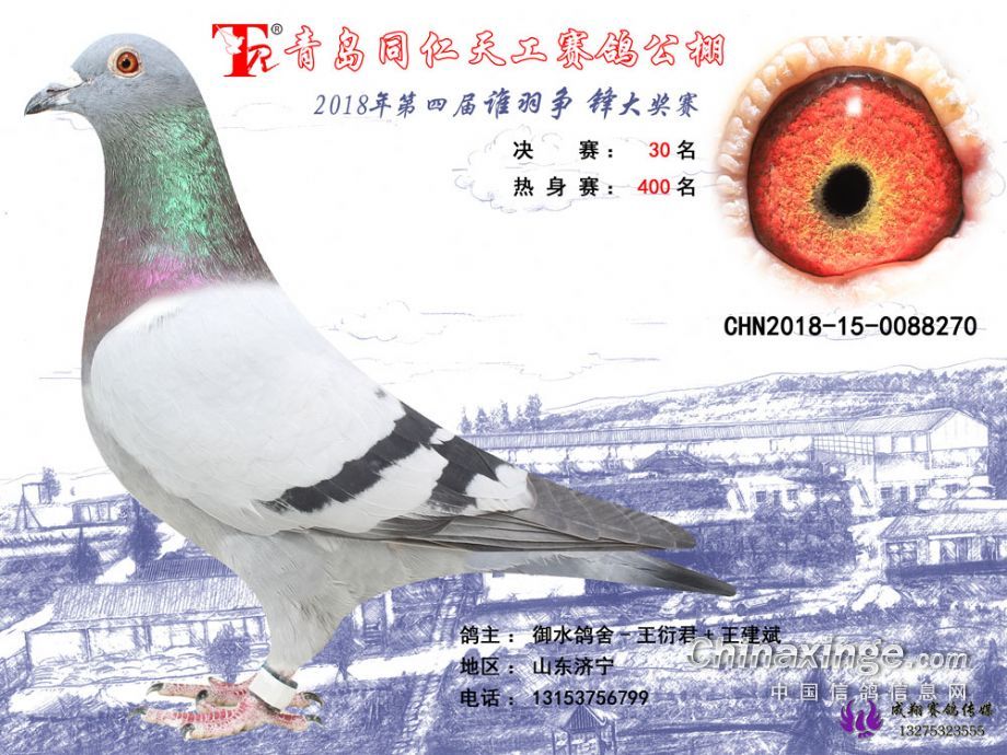 山东赛鸽公棚最新公告，温馨的赛鸽日常故事开启新篇章