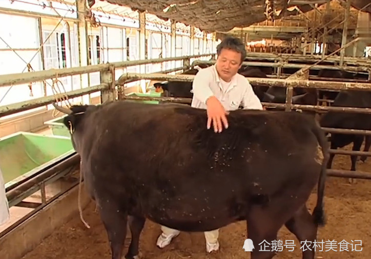 牛犊最新价格，成长的力量与自信的蜕变之路