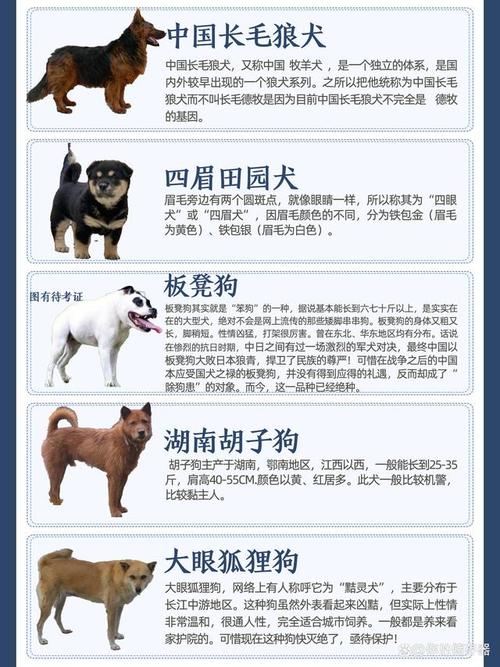 最新犬种，探索、观点与热门犬种介绍