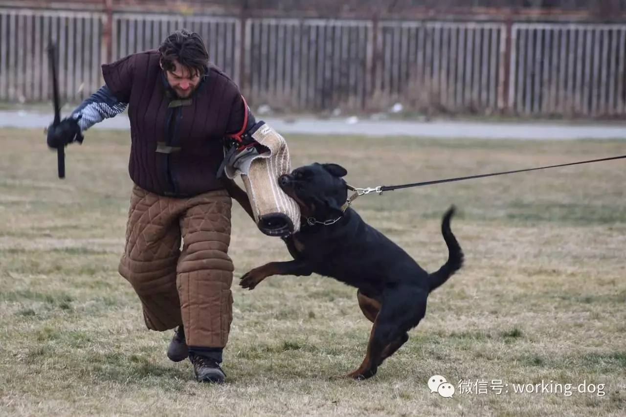犬舍最新饲养员招聘，多重角度下的深度解析与观点探讨