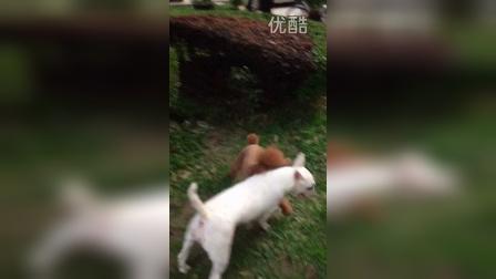 最新斗狗打架咬死视频观看与学习指南