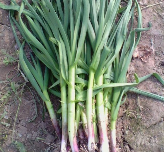 金乡蒜苔最新价格行情及分析