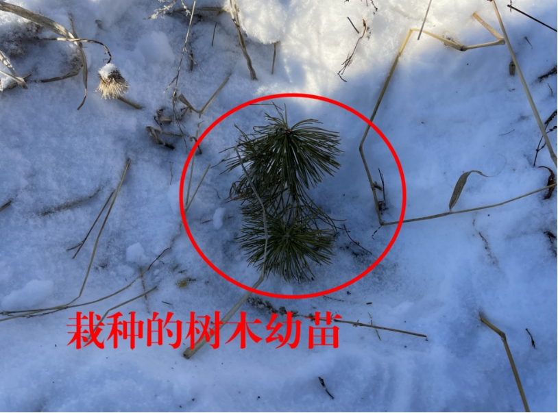 黑龙江毁林种参事件最新进展