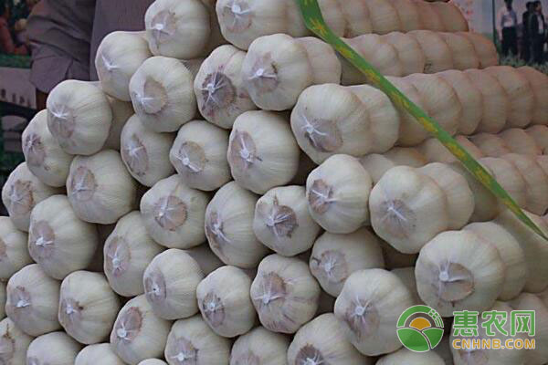 金乡大蒜最新价格播报详解及购买指南