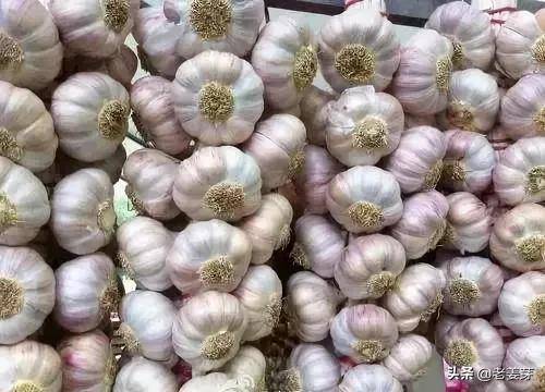 金乡大蒜最新价格播报详解及购买指南