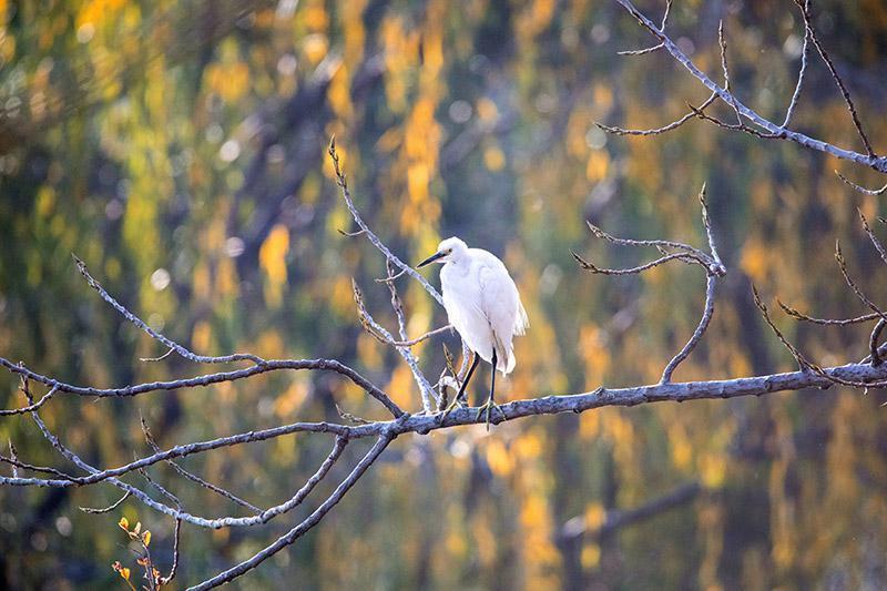 最新洗脑奇作,自然美景的心灵之旅开启!