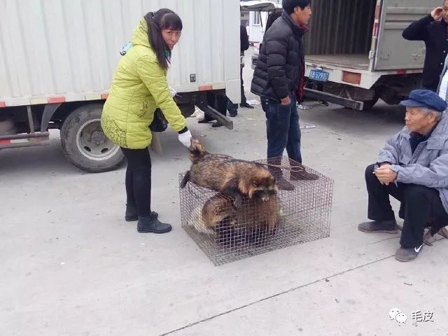 貉子皮最新价格,市场走势及影响因素深度解析