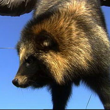 貉子皮最新价格,市场走势及影响因素深度解析