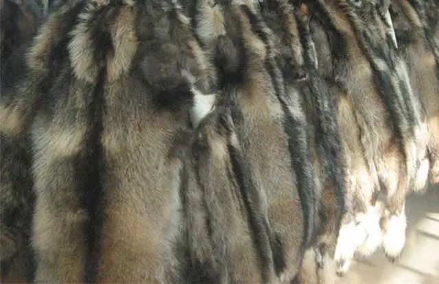 貂皮价格最新行情揭秘,温情故事背后的市场动态分析