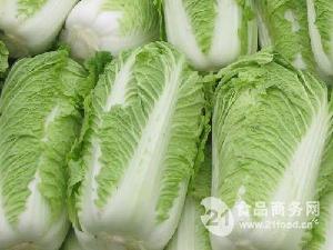 今日大白菜最新价格详解与购买指南