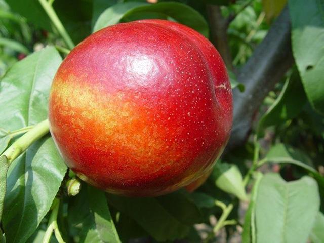 油桃最新品种与家的温馨故事揭秘