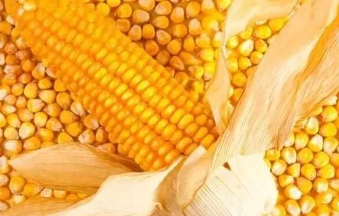 内蒙古玉米最新价格揭秘,一场寻找内心平静的玉米之旅