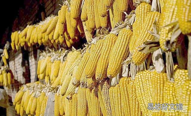 三门峡玉米价格最新行情及分析概览