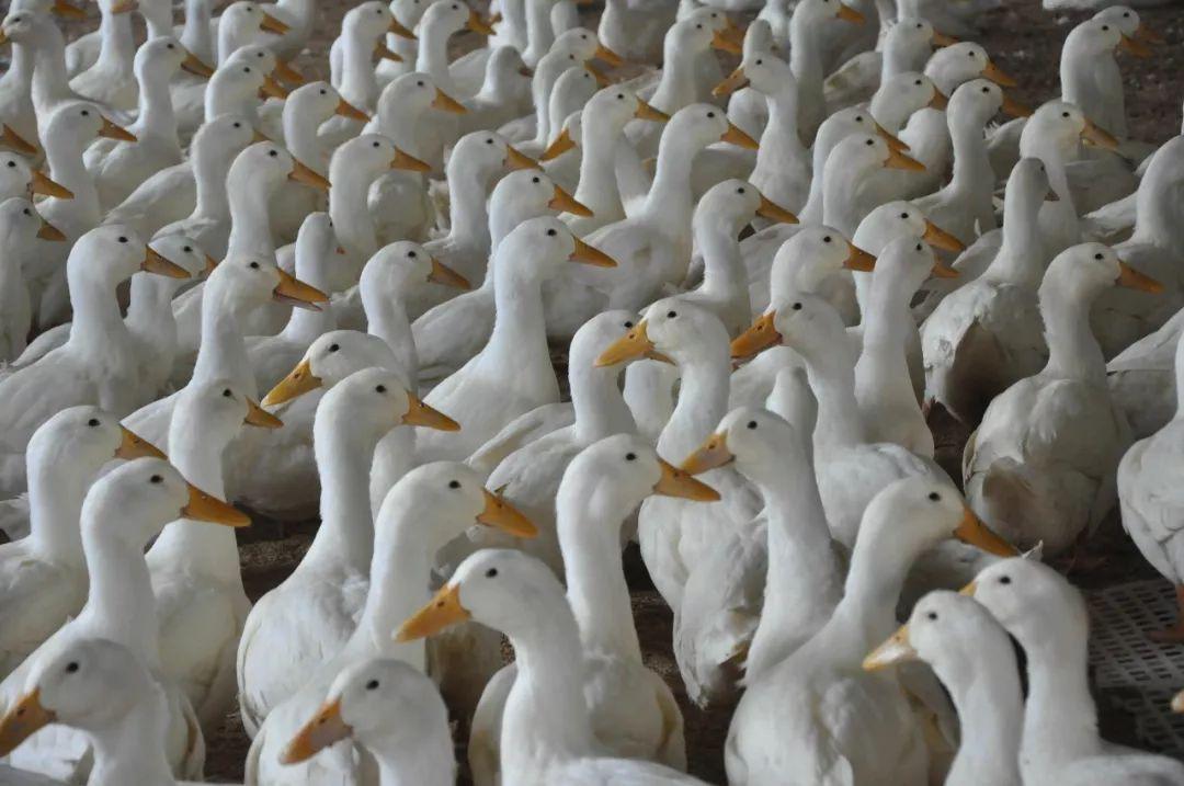 最新鸭毛价格揭秘与行情分析🦆