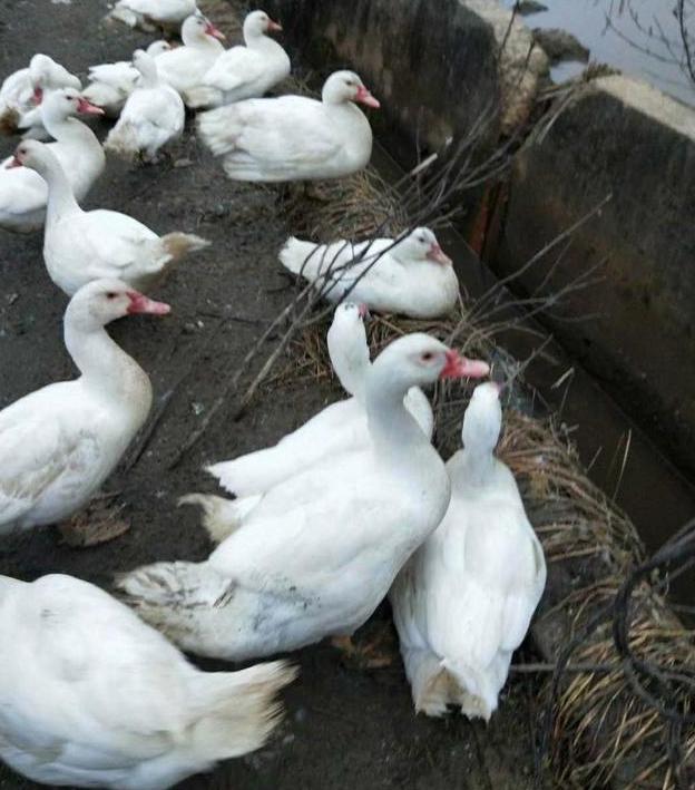 最新鸭毛价格揭秘与行情分析🦆