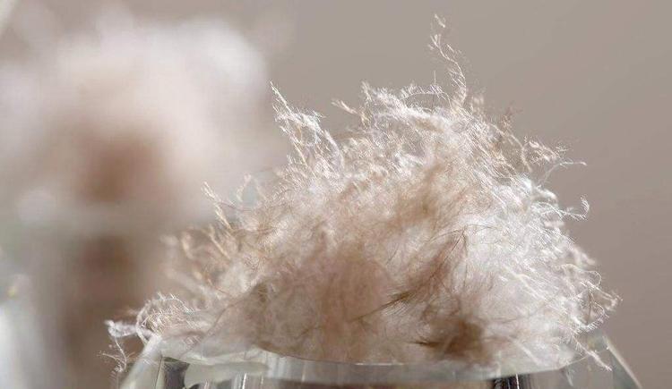 最新鸭毛价格揭秘与行情分析🦆