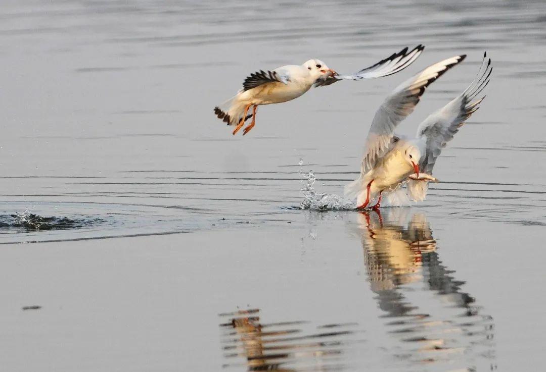 最新捕鱼技术揭秘,乘风破浪的学习之旅开启