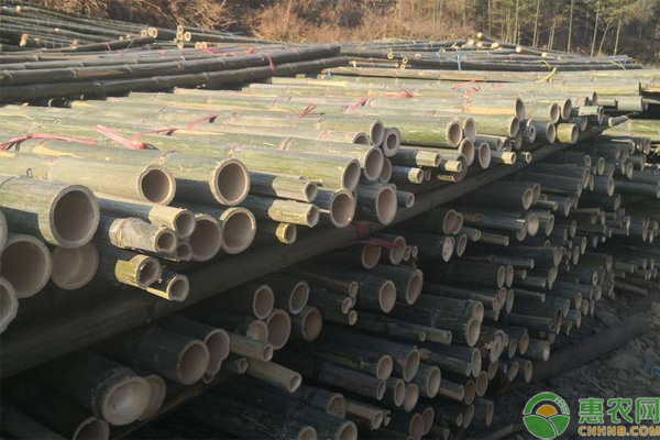 最新毛竹价格,时代变迁中的价值与地位凸显