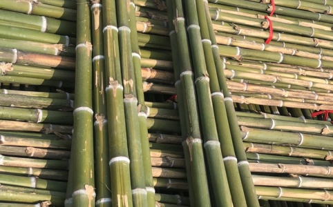 最新毛竹价格,时代变迁中的价值与地位凸显