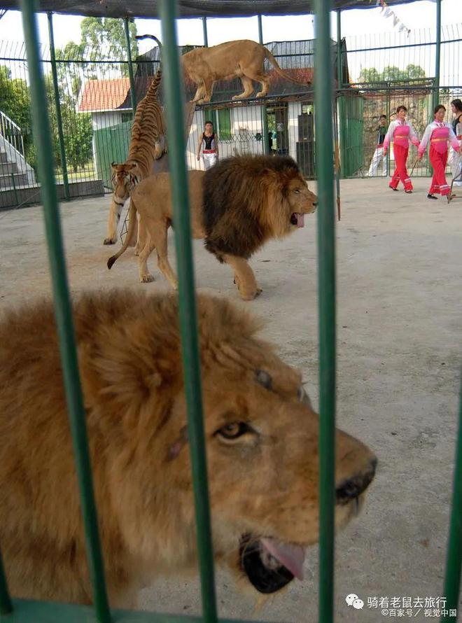 最新集上狗市，自然美景探索之旅的鼓舞之旅