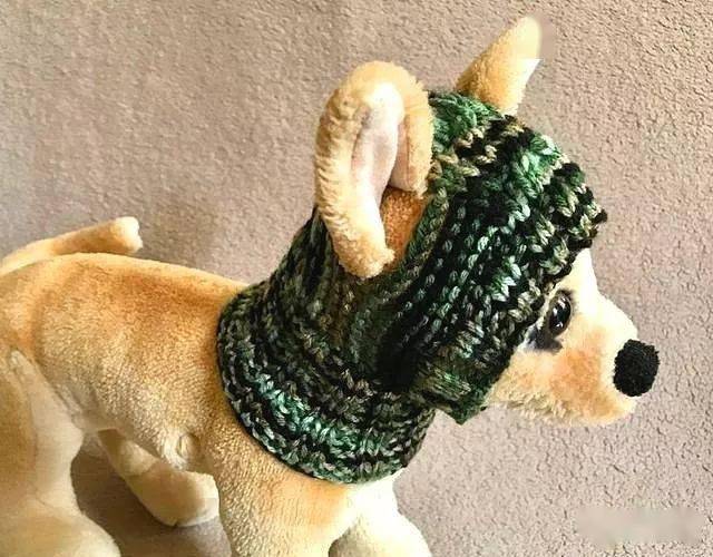 最新狗脖套,时尚变迁中的自信与成就感之源