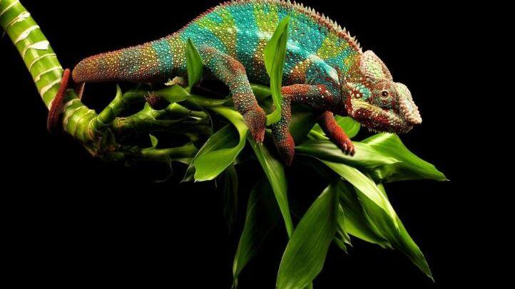 最新版变色龙,技术革新引领无限可能