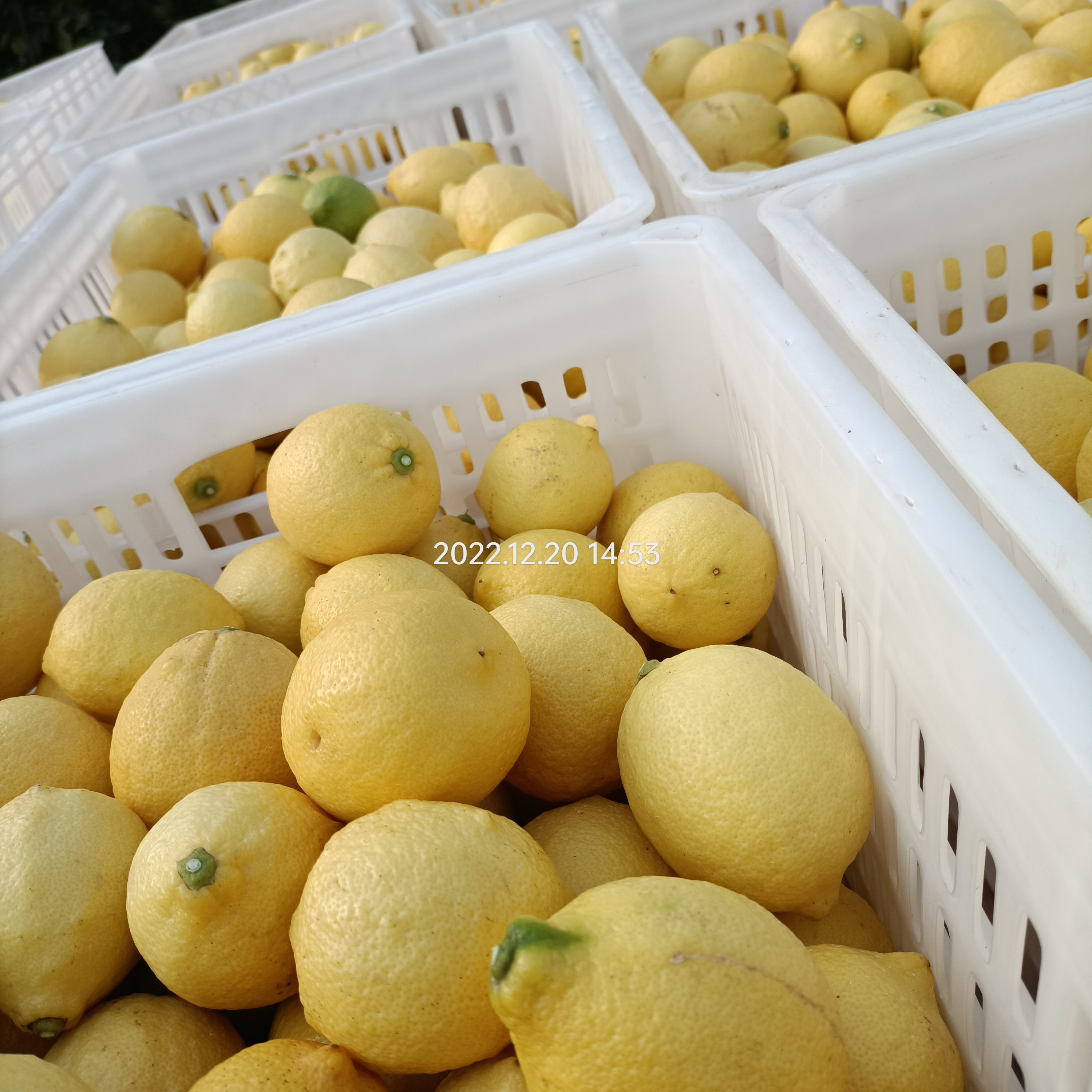 安岳柠檬最新价格,尝鲜必备,不容错过!