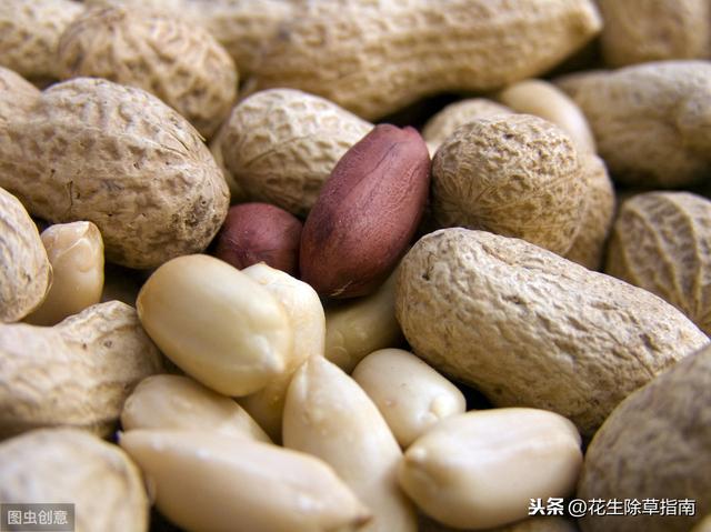 山东花生米价格实时更新与最新行情分析