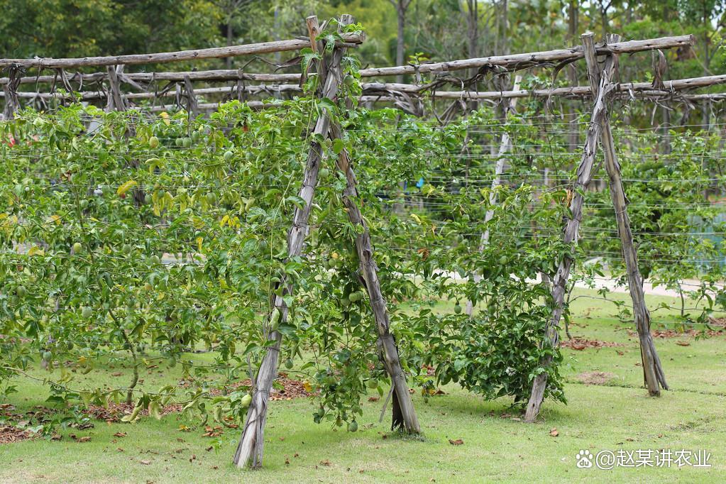 百香果搭架最新技术,自然美景的心灵之旅探索