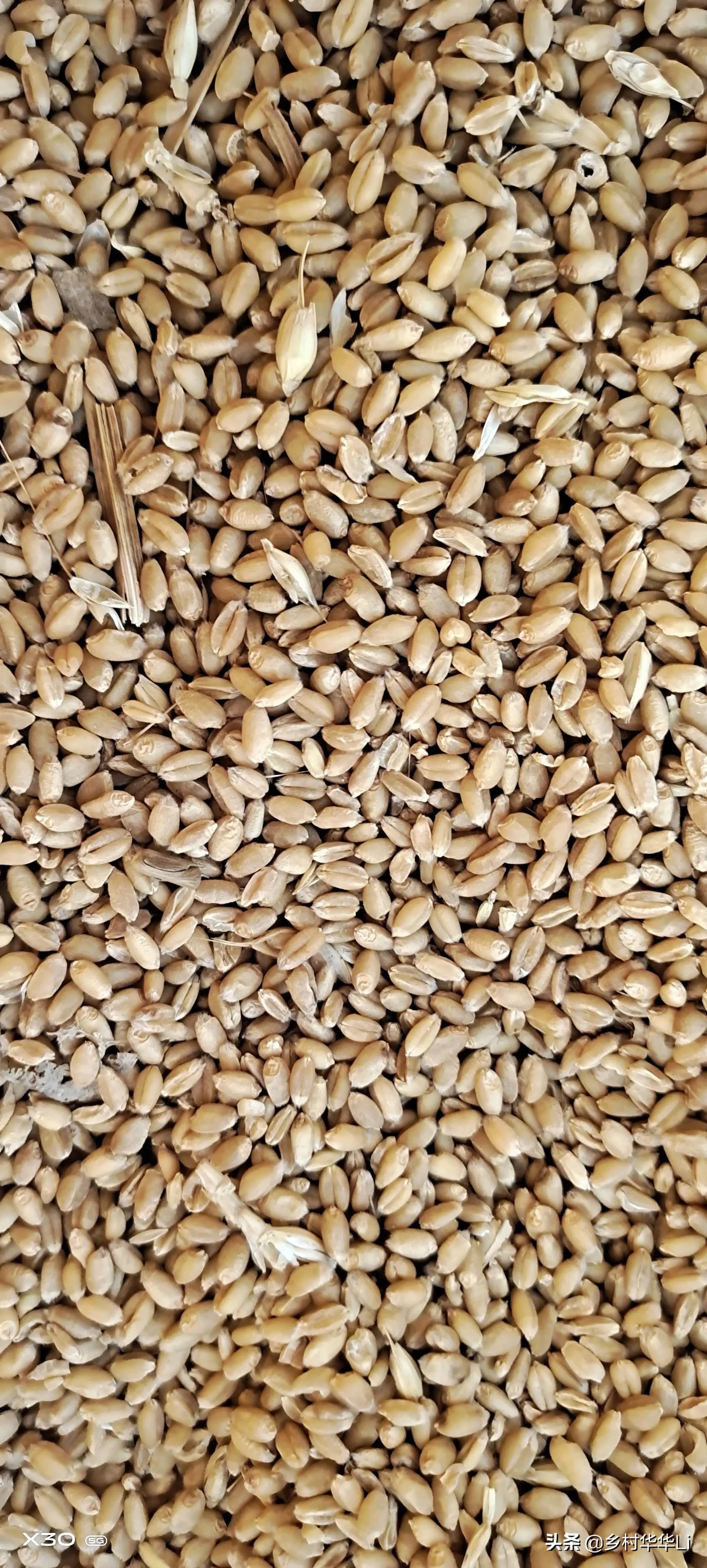 小麦最新行情分析与励志之旅揭秘