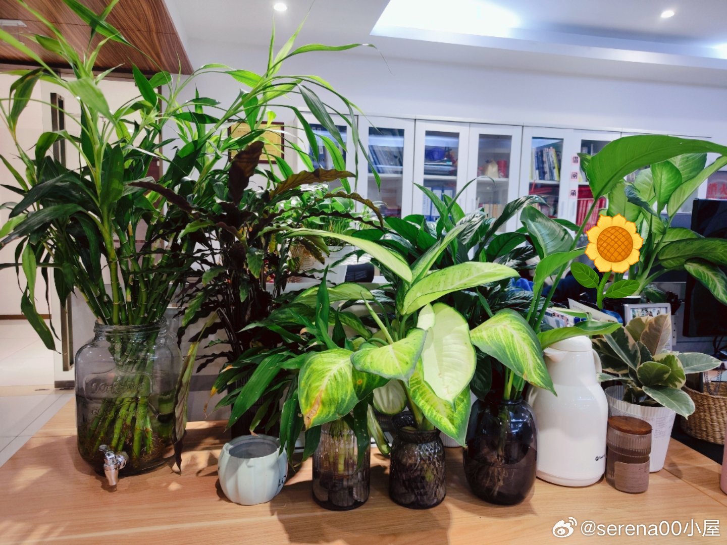 绿意盎然下的有机Z最新温馨日常