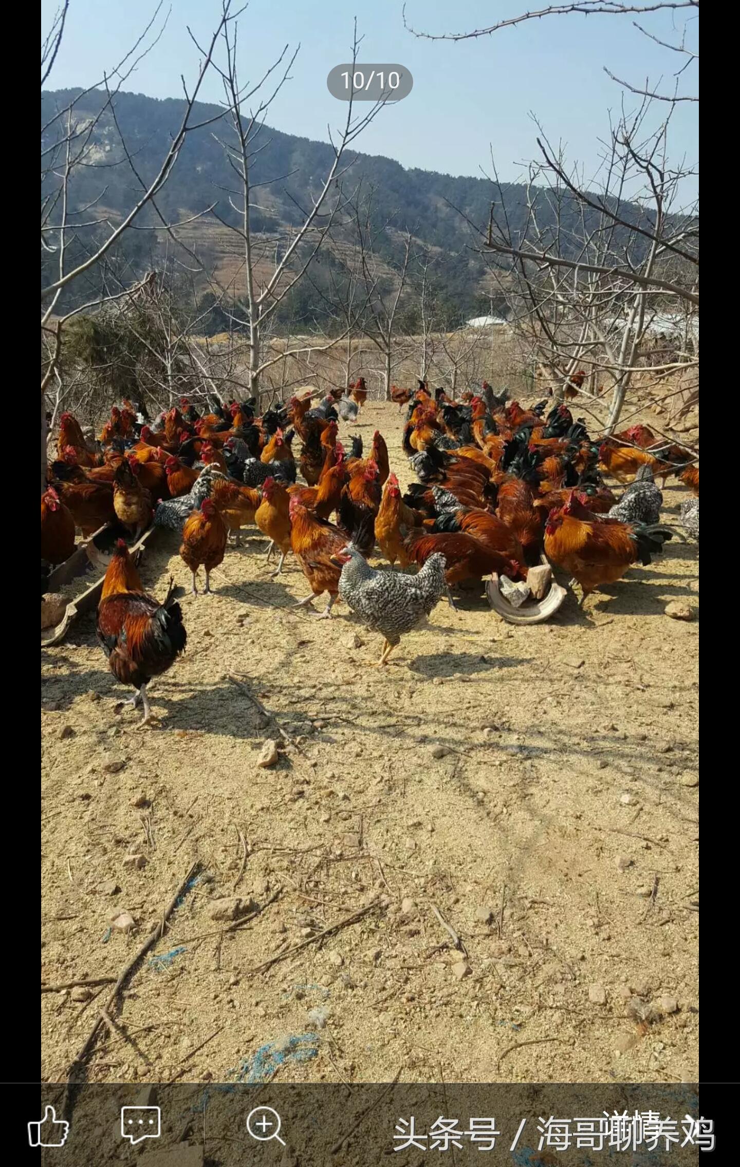 最新肉鸡价格行情及深度分析