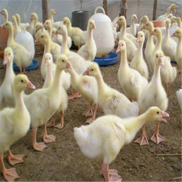 鹅苗市场新篇章,科技引领未来,最新行情解析