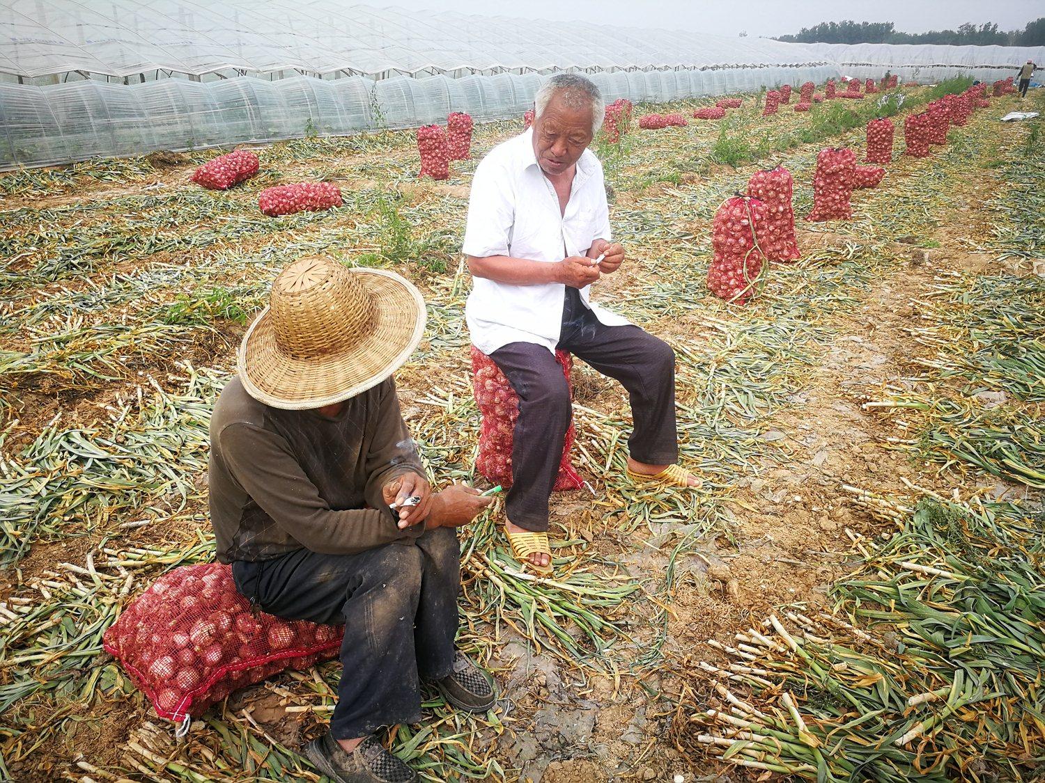 今日大蒜行情更新🌱实时价格动态
