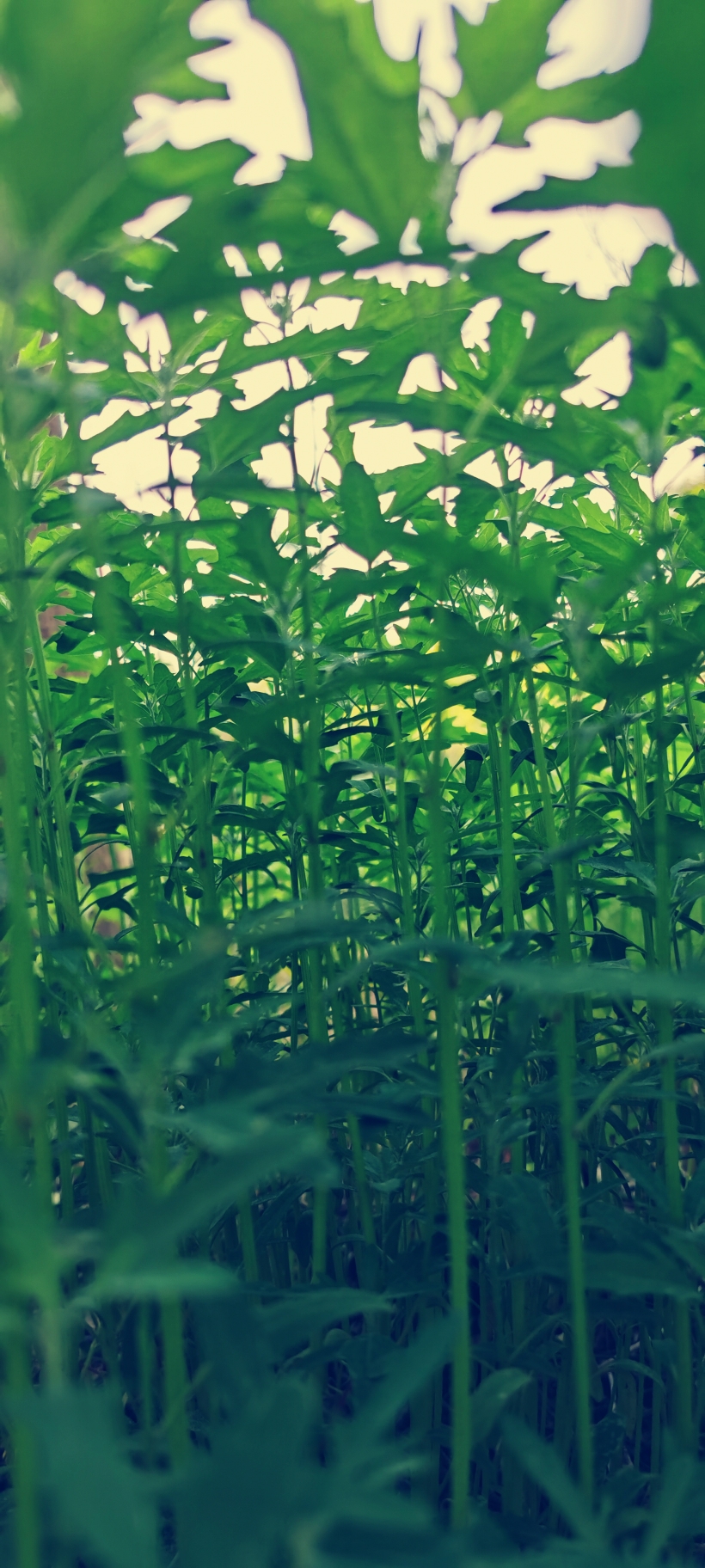 最新青青草,友情与陪伴的温馨日常