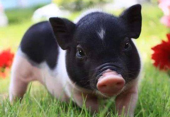 陕西猪价格最新动态,科技与生活的紧密关联